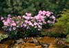 azaleas