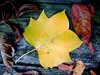 tulip tree leaf
