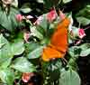 butterfly