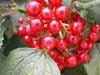 Berries seen on a tree on the courthouse lawn in Greensburg (I think).