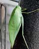 katydid.. 10 Sept 03