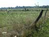 fencerow 08/02