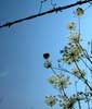 Queen Anne's Lace 08-02