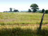 fencerow2141.jpg (61197 bytes)