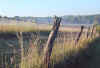 fencerow