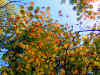 October dogwood
