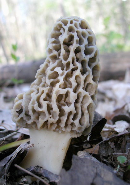 morel