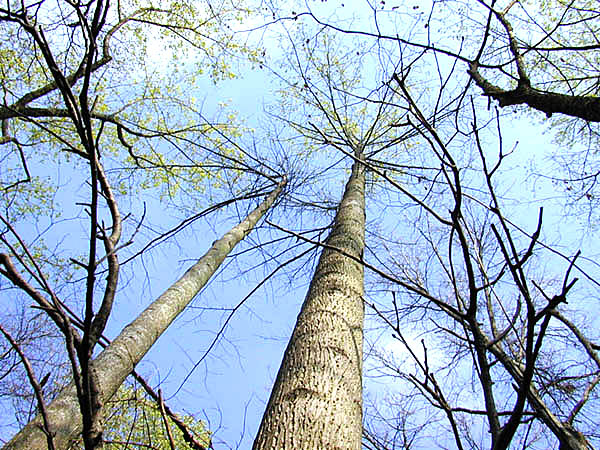 tall trees