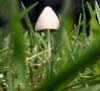 Toadstool