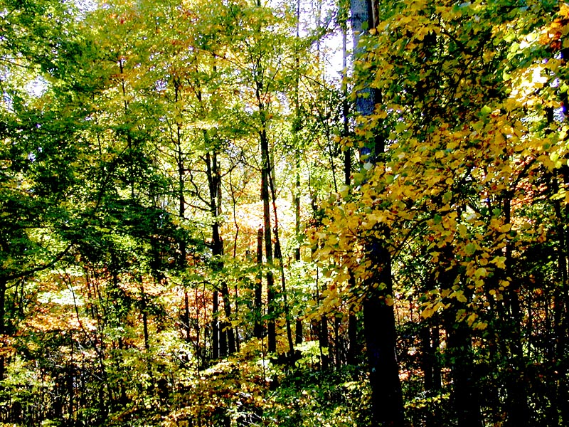 woods