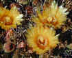flowers on a barrel cactus