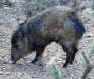 a happy javelina eating a prickly pear fruit