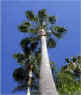blue blue sky
