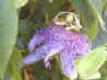 passion flower