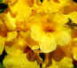 yellow! flowers