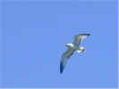 gull1.jpg (11011 bytes)