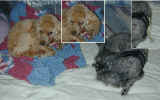 Using MS Image Composer, I fixed Penny's eyes and removed the rope from Nickey's harness.