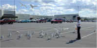 Janee making friends with gulls at the mall at Massena