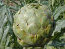 artichoke