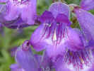 purple bell