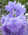 blue flower