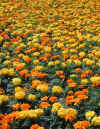 marigolds