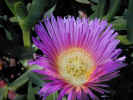 purple flower