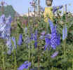 Flower display at CA adventure