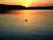 gull