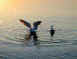 gulls