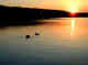 gulls
