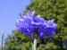blue flower in the meadow