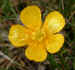 tiny buttercup
