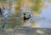 Even a little duck can make big ripples in his pond!
