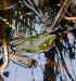 frog in the bog