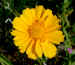 gold meadow flower