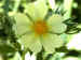 light yellow flower
