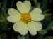 another view of the same light yellow flower. Which do you like better?