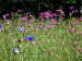 meadow