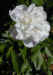 white peony