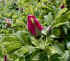 Rosebud