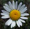 daisyon our walk
