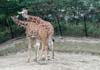 Giraffes