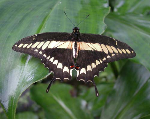28butterfly6732