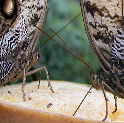 29butterflies6730
