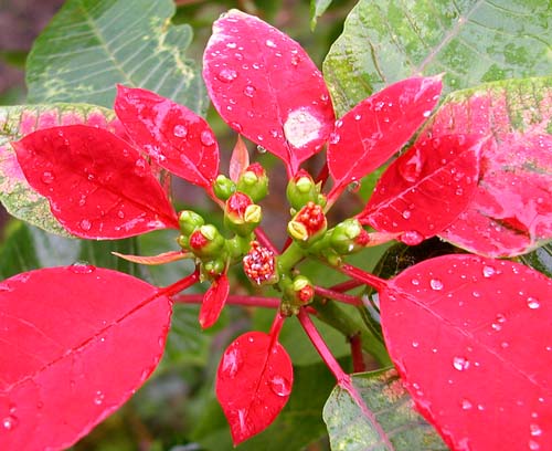 30poinsettia6740