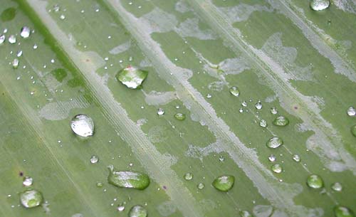 32raindrops6738