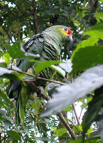 37parrot6750