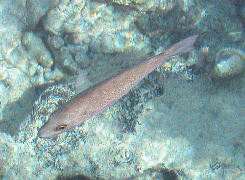66cozumelfish6798