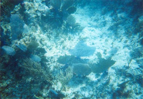 74snorkel42